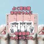 【猫まんが】おしゃべり猫とのくらし