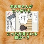 【猫まんが】こっそりまめちゃん